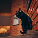 Gato negro mala suerte