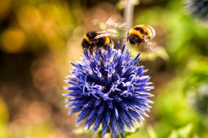 Dos abejas en una flor