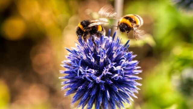 Dos abejas en una flor