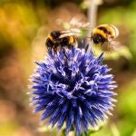 Dos abejas en una flor