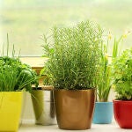 Las tres plantas aromáticas que puedes plantar en casa: huelen muy bien y apenas necesitan cuidados