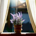 Lavanda 