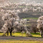 Ruta de almendros en flor de Poza de la Sal