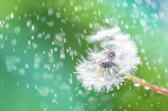 Alergia después de la lluvia