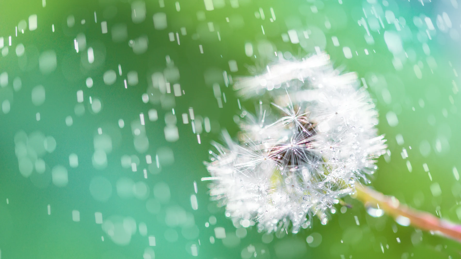 Alergia después de la lluvia