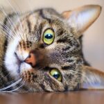 Gato Atigrado