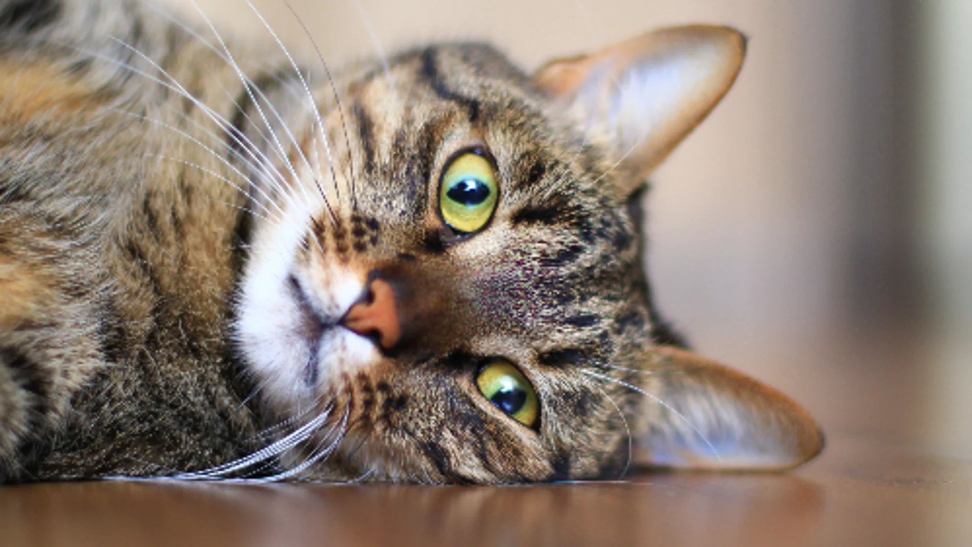 Gato Atigrado