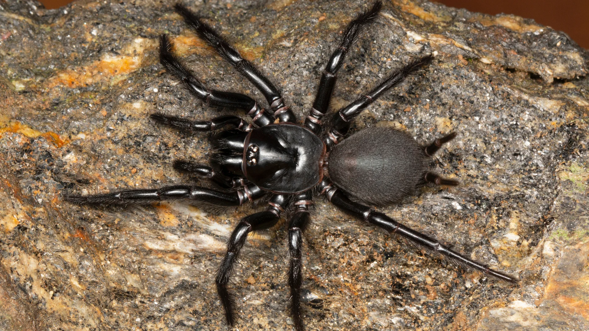 Así es la araña toro: es la más grande de Europa y vive en Andalucía