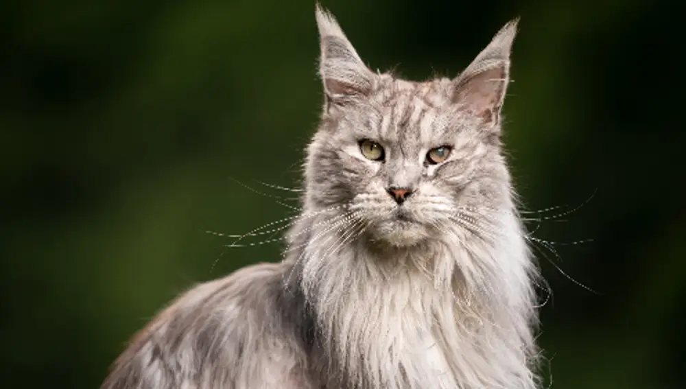 El Maine Coon