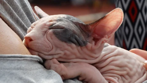 Estas son las 6 razas de gato más sociables: perfectas para hogares con niños