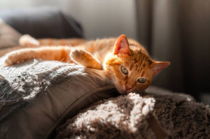 La gripe aviar se propaga a los gatos: los expertos advierten de los peligros