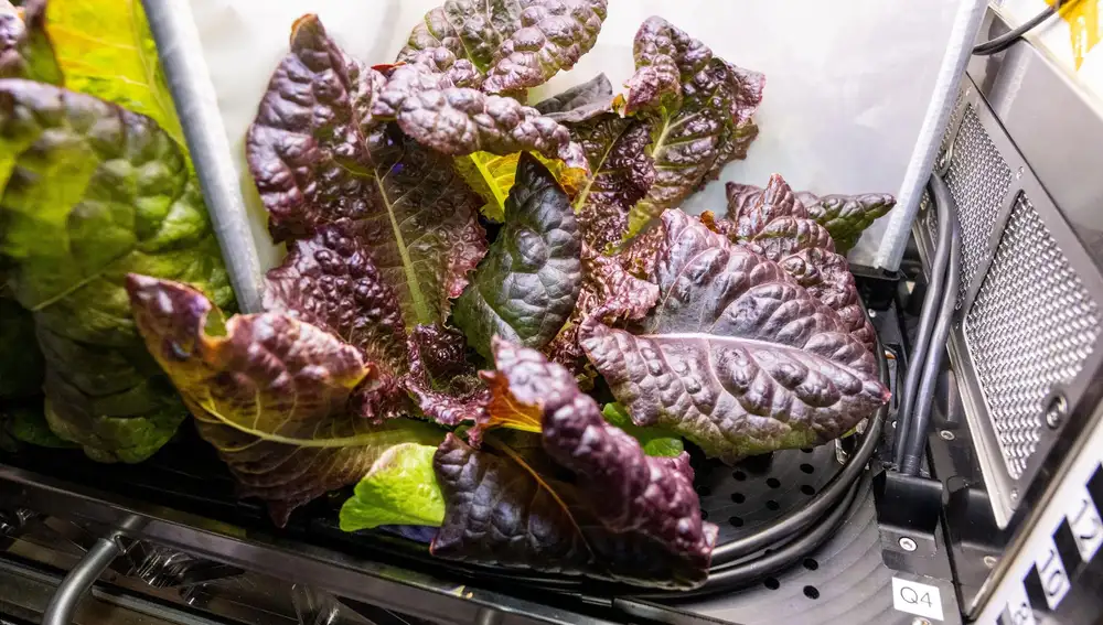 Una de las lechugas cultivadas en la ISS