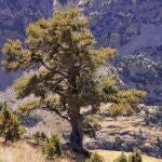 Imagen sobre el árbol que crece en Cataluña