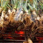 La temporada de calçots depende del invierno y cobra relevancia entre noviembre y marzo