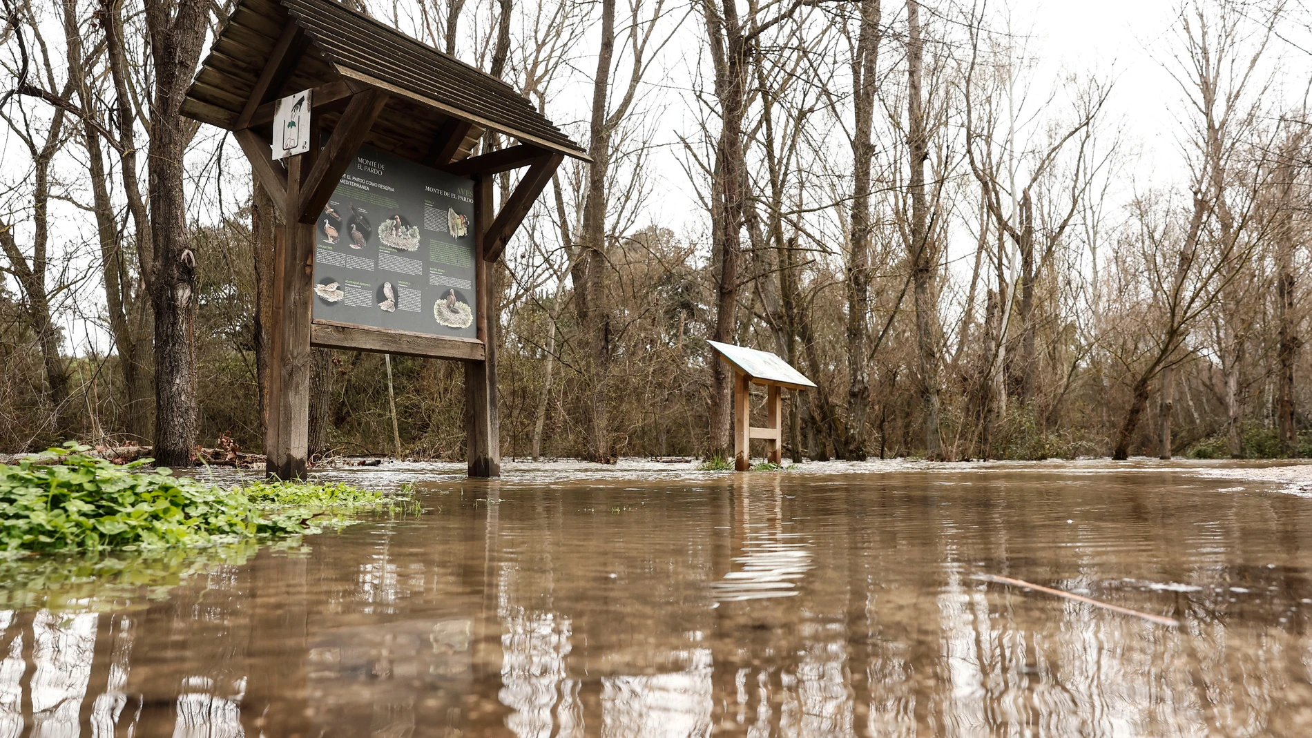 MADRID, 20/03/2025.- Nivel del río Manzanares, en El Pardo, este jueves. El Ayuntamiento de Madrid ha dado a conocer que está siguiendo de cerca las recientes crecidas de los ríos Manzanares y Jarama, como consecuencia del desembalse de la presa del Pardo. La mayor preocupación en este momento recae sobre el río Manzanares, especialmente en la zona entre el Puente de los Franceses y la propia presa del Pardo, donde el agua ha desbordado el cauce. EFE/ Sergio Perez