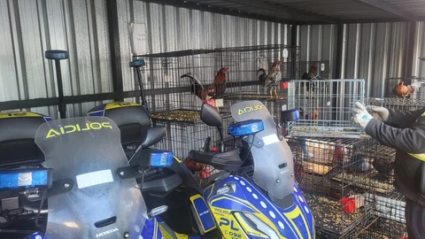 Sevilla.-CSIF insta a desinfectar una comisaría del Distrito Sur tras la incautación de 20 gallos de pelea