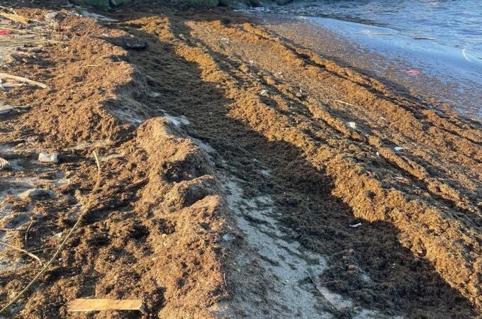 Cádiz.- El Ayuntamiento de La Línea retira más de dos toneladas de algas invasoras de la playa de Poniente