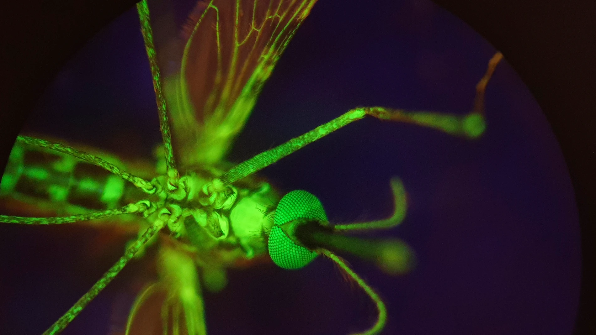 Un mosquito Anopheles gambiae que ha sido alimentado con un tinte para hacerlo brillar. Lee R. Haines