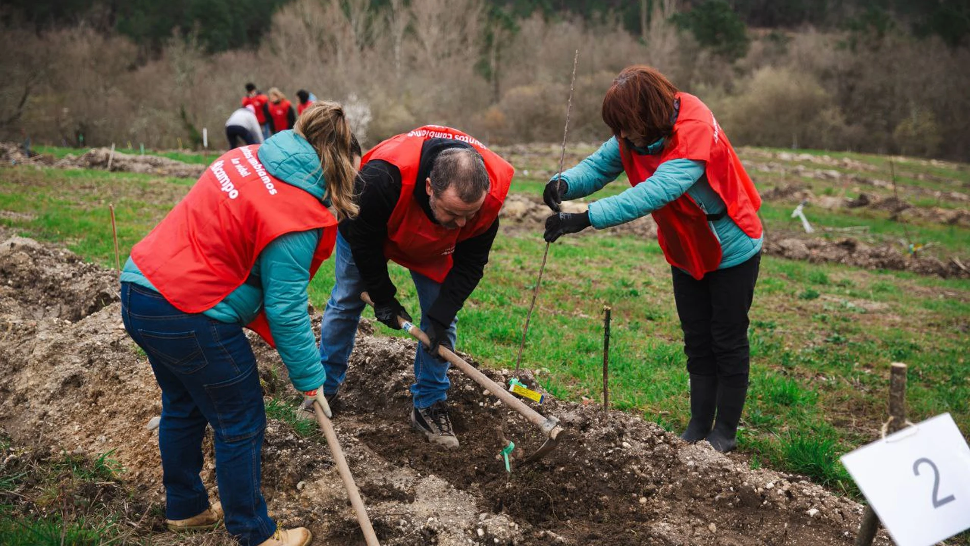 Voluntarios de Alcampo planta árboles del Bosque Comestible del Valle de las Caderechas
