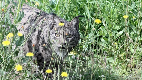 Brisa, uno de los primeros linces ibéricos nacidos en cautividad, cumple 20 años de vida en Terra Natura Murcia