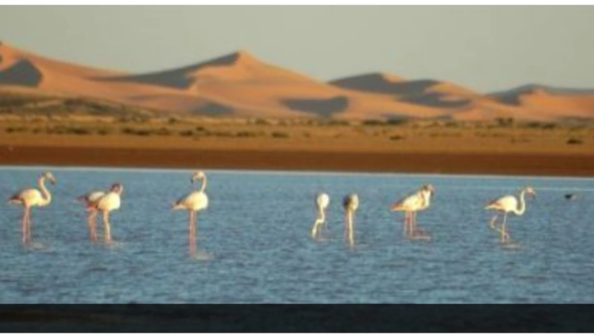 Los flamencos vuelven a las dunas de Merzouga