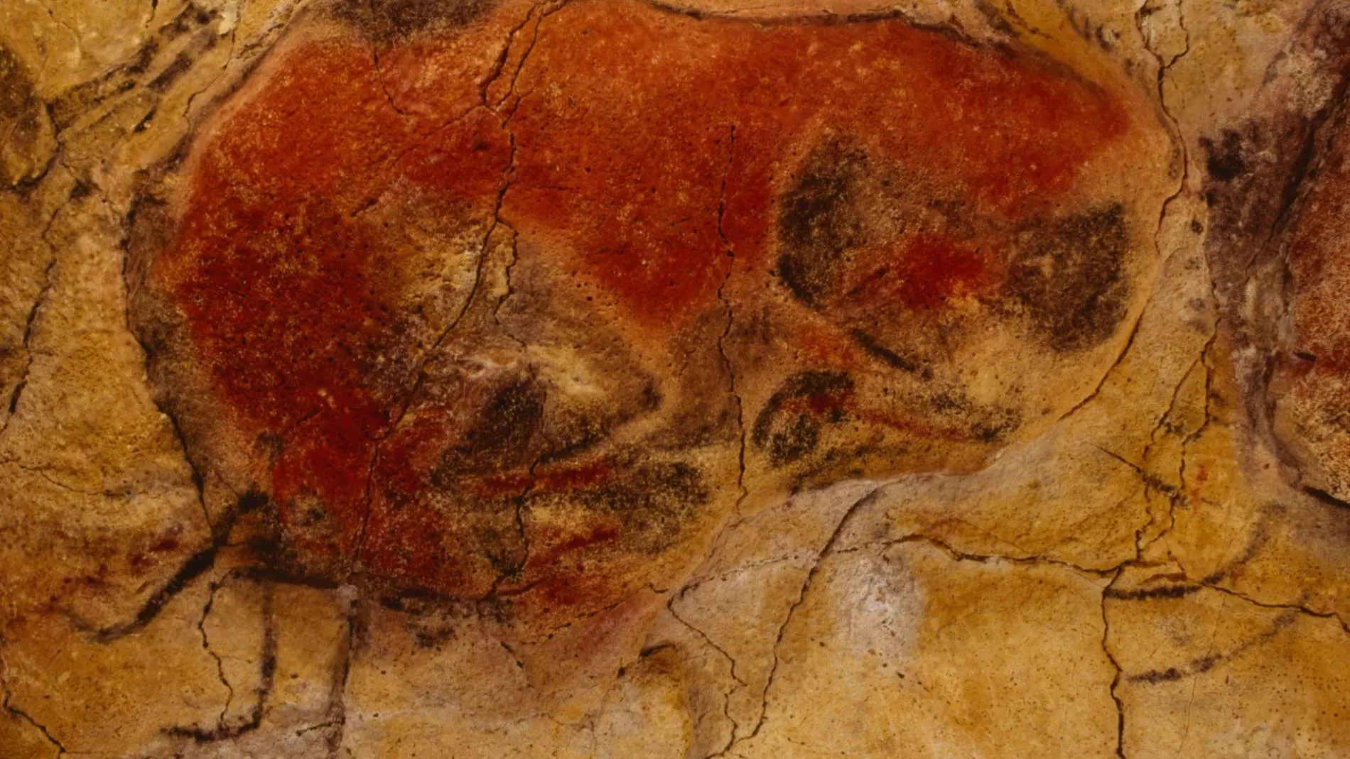 Un bisonte en Altamira