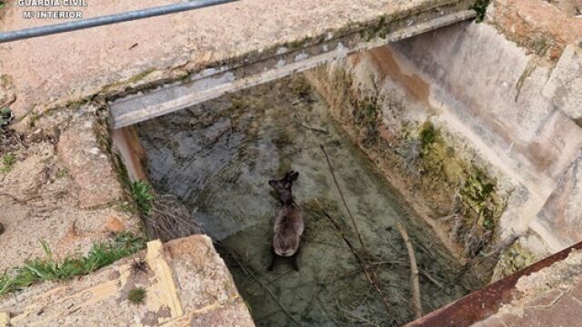Rescatan un corzo que se había caído a un canal de abastecimiento de agua en el Parque Natural Lagunas de Ruidera