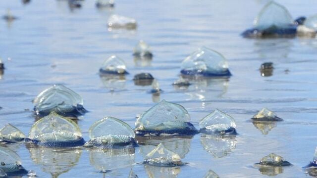 Avalancha de medusas velero: el fenómeno que sorprende en las playas de Baleares