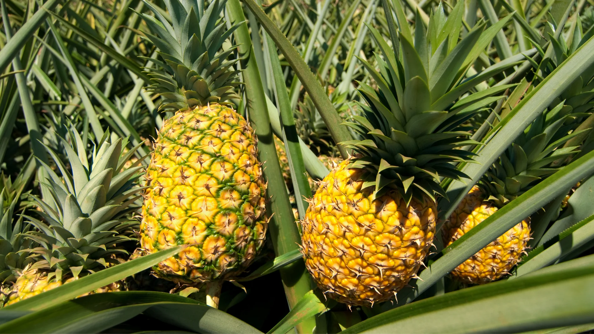 ¿Cómo se llama el 'árbol de la piña'?