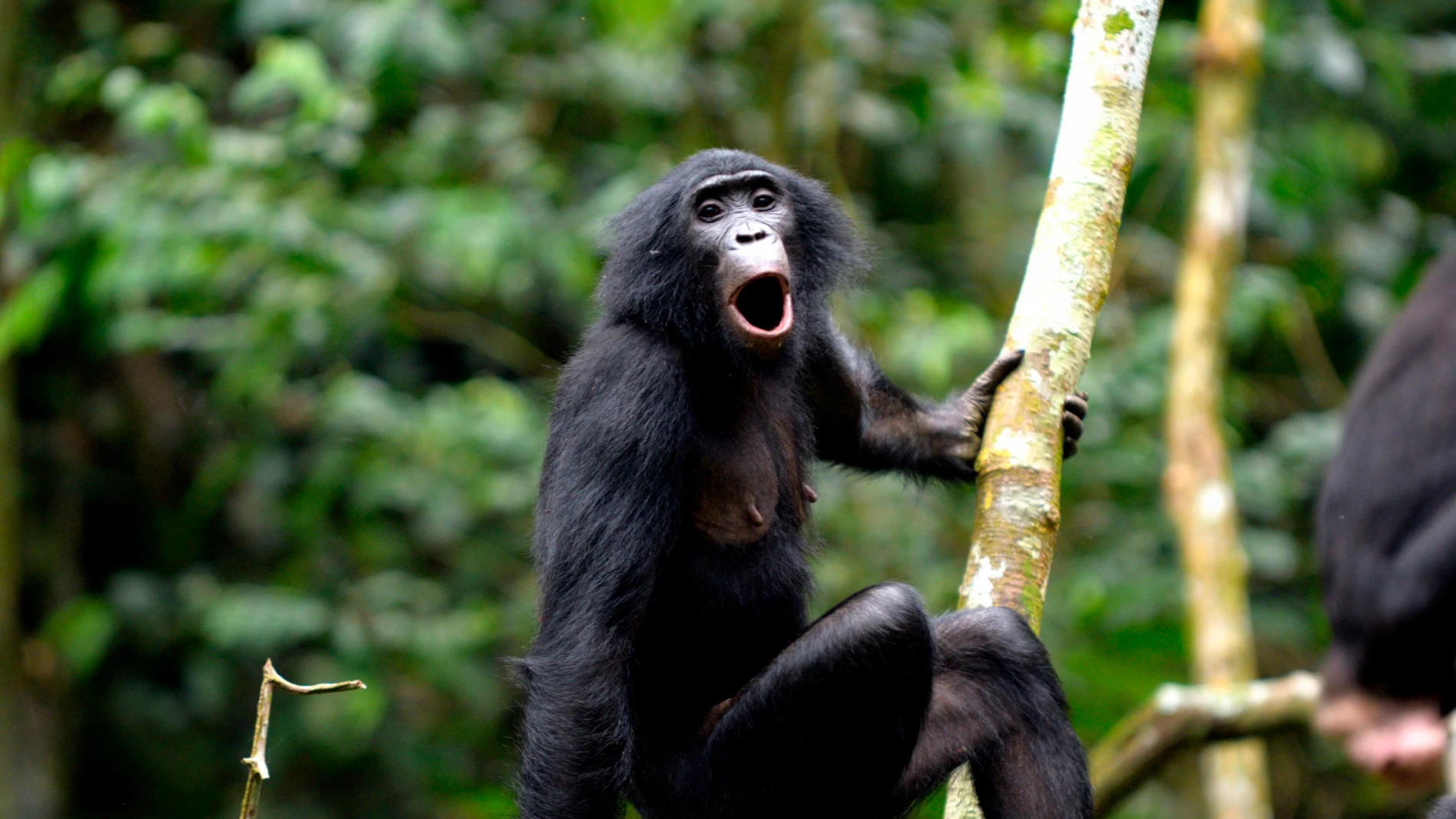 Olive, una madre bonobo primeriza de la comunidad Ekalakala, vocalizando hacia miembros del grupo a distancia.