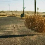 La misteriosa función de las bolas rodantes del desierto y su auténtico nombre