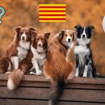 Imagen de archivo sobre unos perros
