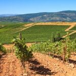 La Toscana ibicenca: la localidad de Ibiza que esconde bogedas y viñedos
