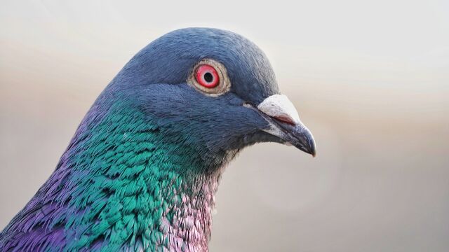 Cómo mantener a las palomas alejadas de los comederos para pájaros: consejos y trucos de expertos