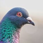 Cómo mantener a las palomas alejadas de los comederos para pájaros: consejos y trucos de expertos