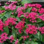 La planta arbusto con flores estrella que más adornará tu jardín esta primavera