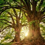 El árbol exclusivo de País Vasco que en el resto de España no se conoce