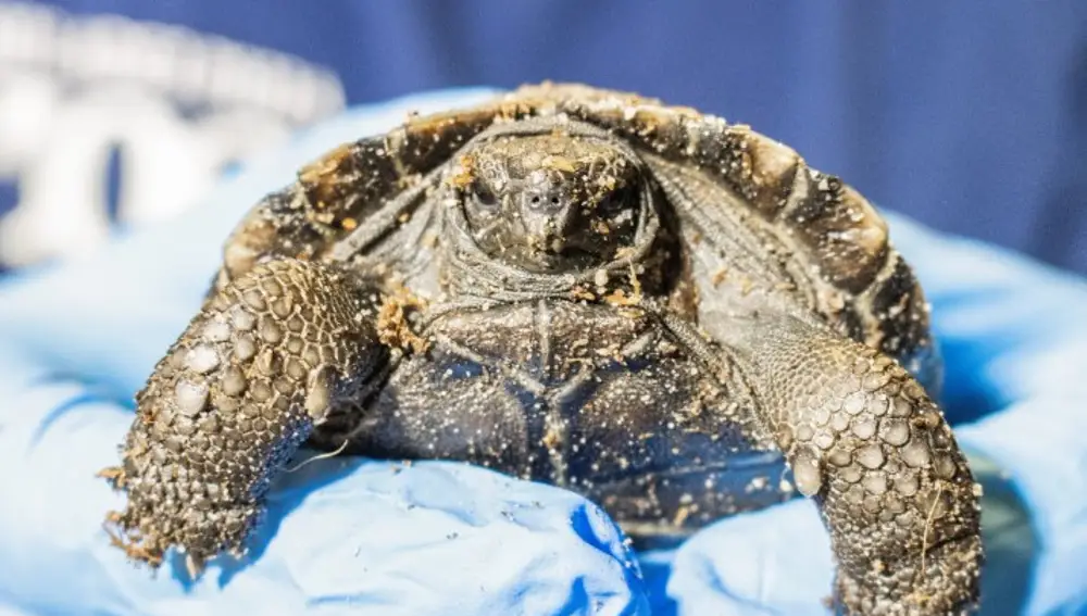 Una de las tortugas recién nacidas