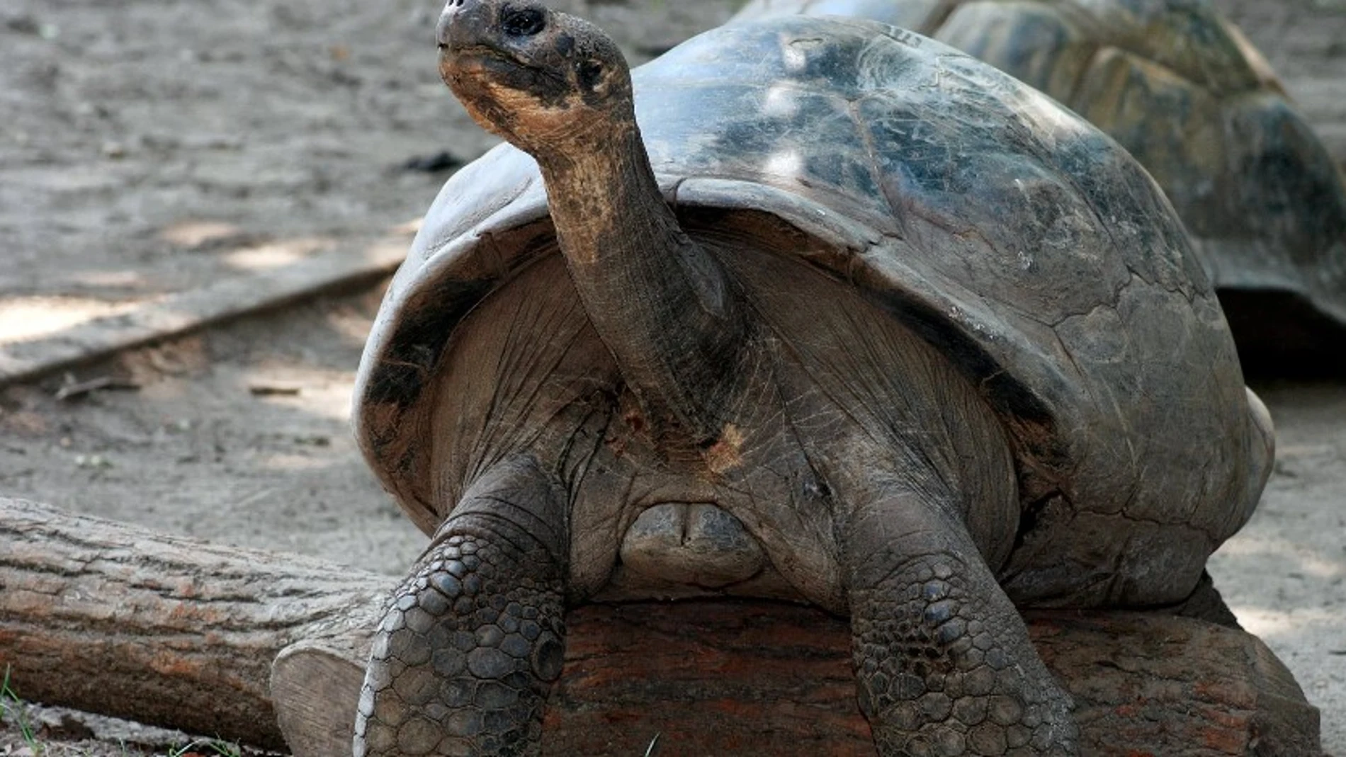 Mami y Abrazzo, tortugas se han sido padres primerizos a los 100 años