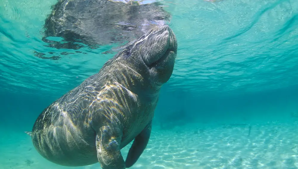 Manatí en Crystal River, Florida