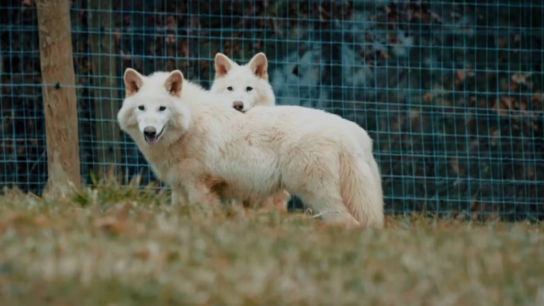 La ciencia revive a tres lobos gigantes extintos hace 13.000 años