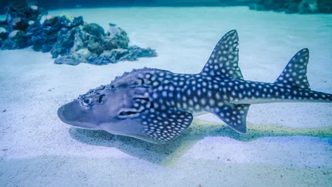 Una de las dos rayas tiburón que ha llegado al Oceanogràfic
