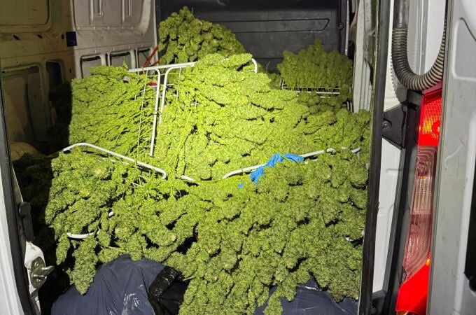 Cogollos de marihuana intervenidos dentro del furgón donde viajaban los tres arrestados