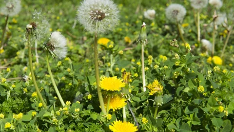 El desconocido motivo por el que no se debe arrancar los dientes de león del jardín