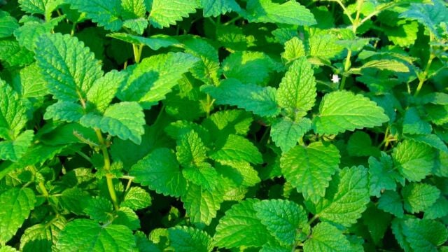  Ni menta ni hierbabuena: la planta mediterránea que cuida el hígado y previene la cirrosis hepática