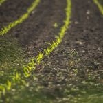 El método casero para crear tierra de cultivo fértil sin complicaciones