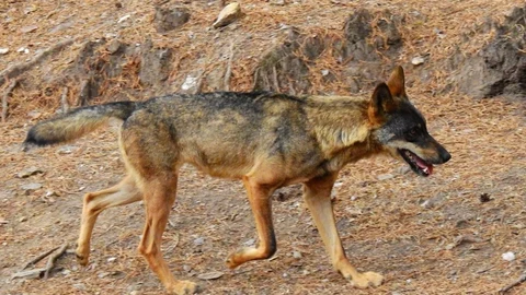 Cantabria ha iniciado extracciones de lobo en Campoo y Polaciones