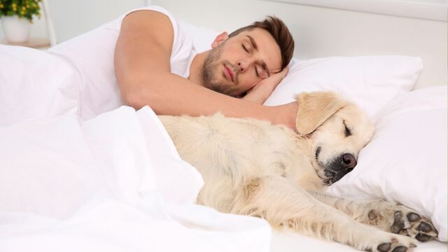 Las personas que duermen en la misma cama que sus mascotas presentan rasgos característicos según la psicología