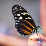 Cómo preparar un cebo casero para atraer a las mariposas a tu jardín