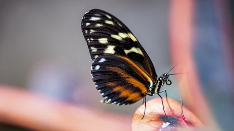 Cómo preparar un cebo casero para atraer a las mariposas a tu jardín